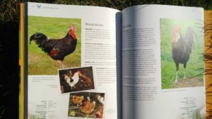 Das große Buch der Hühnerhaltung Innenansicht